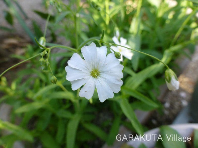 春蒔きの 白花かすみ草 の栽培 １ 年3月11日 月日 種蒔き