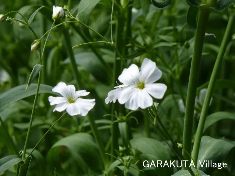 白花かすみ草 の栽培 ２ 年3月11日 4月17日 サポナリア バッカリアに負けずに育ち開花しました