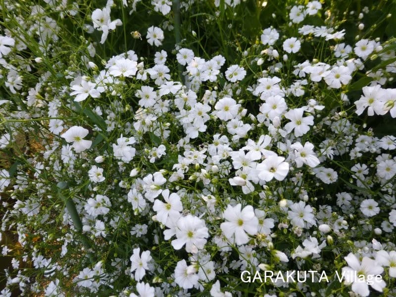 白花かすみ草 の栽培 ３ 年4月21日 6月10日 満開 採種